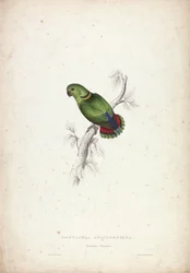 Psittacula swinderniana. Swindernův papoušek