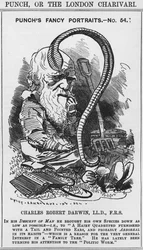 Charles Darwin, Punchovy luxusní portréty, č. 54, ilustrace z 