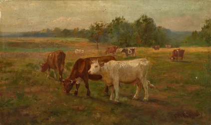 Krávy, n.d.