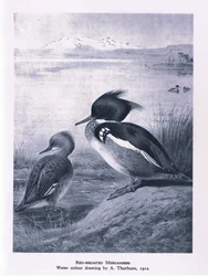 Red Breasted Merganser, Nature in Britain vydal Collins, 1946