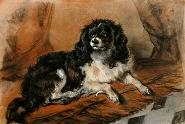 King Charles španěl