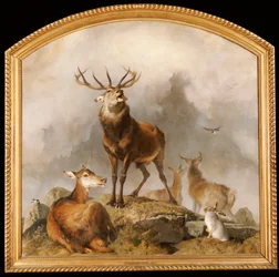 Scéna v Braemar - Highland Deer