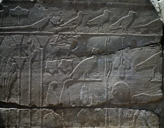 Rostliny a zvířata přivezená z výpravy Thutmose III. do Sýrie v roce 1465 př. n. l., detail reliéfu, hala známá jako tzv. botanická zahrada, Amonův chrám, chrámový komplex v Karnaku, Egyptská civilizace, Nová říše, dynastie XVIII