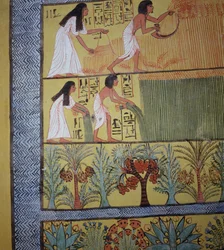 Detail scény sklizně na východní zdi, z hrobky Sennedjem, The Workers Village, New Kingdom (nástěnná malba) (viz také 19829-30 & 67891)