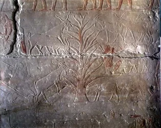 Kozy jedí keř, reliéf z Mastaby z Akhethotepu v Sakkáře, Stará říše (malovaný vápenec)