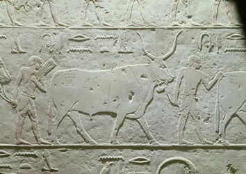 Pastevec vedoucí býka, detail z Mastaby z Akhethotepu, ze Sakkáry, Stará říše, cca 2500 př. n. l. (malovaný vápenec)