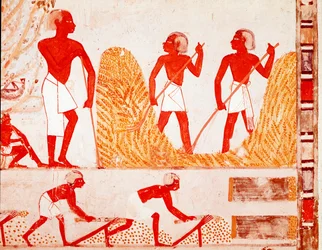 Sklizňová scéna ve starověkém Egyptě, freska