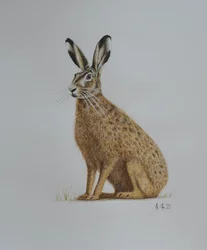 Zajíc, 2021 (akvarel)