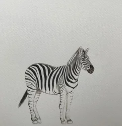 Zebra, 2018 (akvarelová tužka a barva)