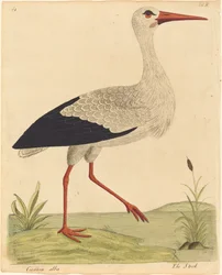 The Stork Ciconia Alba, publikoval 17311738.