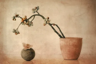 Zemité bobule a orchidej