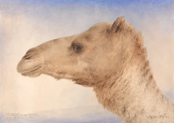 Portrét umělce Dromedary