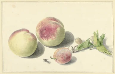 Broskve, ořechy, švestka a moucha