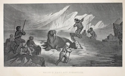 Lov mrožů u Pikantliku, ilustrace z knihy "The second Grinnell Expedition in Search of Sir John Franklin...", 1856