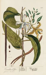 Herbarium Blackwellianum emendatum et augmentum, 1754-1773