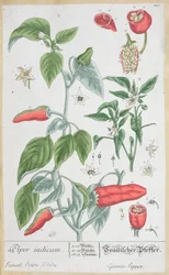 Guinea Pepper (Piper Indicum) talíř 129 z německého vydání 