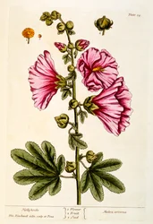Hollyhocks, deska 54 z 