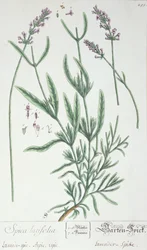 Lavender Spike, talíř z 