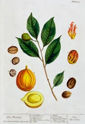 Muškátový oříšek, 1782