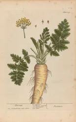 Pastinaca (Pastrňák), talíř 379 z 