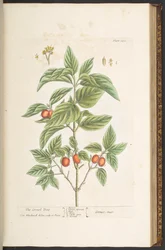 Talíř 121, z 