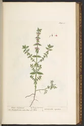 Talíř 131, z 