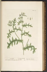 Talíř 132, z 