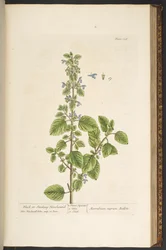 Talíř 136, z 