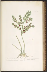 Talíř 155, z 