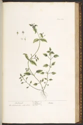 Talíř 164, z 