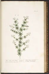 Talíř 168, z 