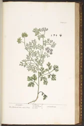 Talíř 176, z 