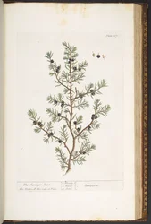 Talíř 187, Juniper Tree, z 