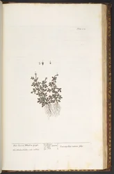 Talíř 212, z 