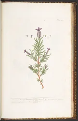 Talíř 241, z 