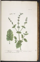 Talíř 258, z 