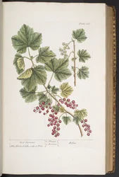 Talíř 285, z 