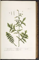 Talíř 28, Hedge Mustard, z 
