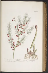 Talíř 332, Sparagus, z 