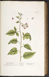 Tabulka 34, lilek potměchuť, hořkosladký, z "A Curious Herbal"