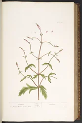 Talíř 41, Vervain, z 