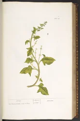 Tabule 49, Špenát, z díla „Podivuhodný herbář“