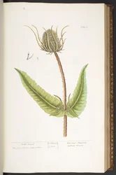 Talíř 50, Wild Teasel, z 