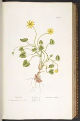 Talíř 51, Pile-Wort, z 