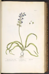 Talíř 61, hyacint nebo zaječí zvonky, z "A Curious Herbal"