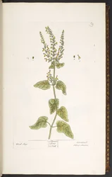 Talíř 9, Wood Sage, z 