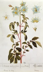 Květy brambor, deska z knihy "Herbarium Blackwellianum" vydané v roce 1757 v Norimberku (barevná rytina)