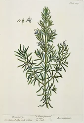 Rosmarinus Officinalis, z 