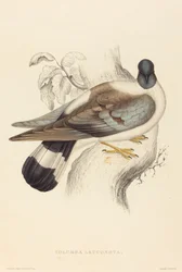Columba Leuconota (sněžný holub)