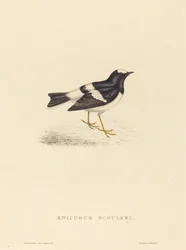 Enicurus Scouleri (malý vidlochvost)